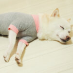 犬服を着て寝る愛犬イメージ