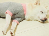 犬服を着て寝る愛犬イメージ